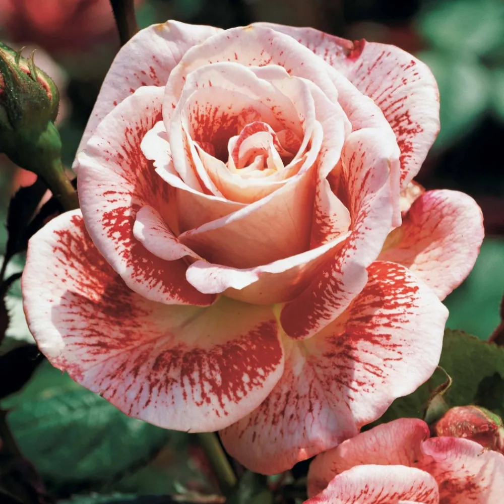 Willemse France - Rosier buisson famosa - la pièce en racine nue / 3+ branches Discount