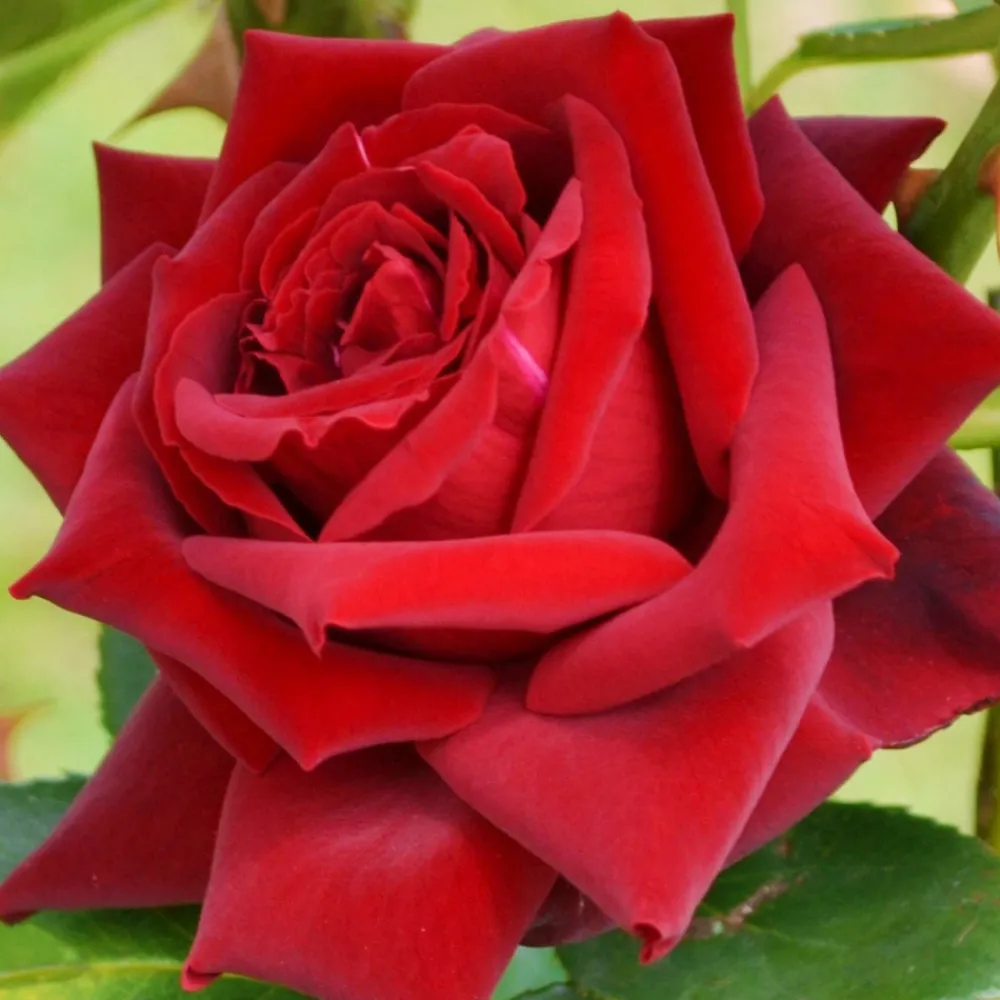 Willemse France - Rosier buisson grande amore ® - la pièce en racine nue / 3+ branches Sale