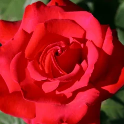 Willemse France - Rosier buisson grande amore ® - la pièce en racine nue / 3+ branches Sale