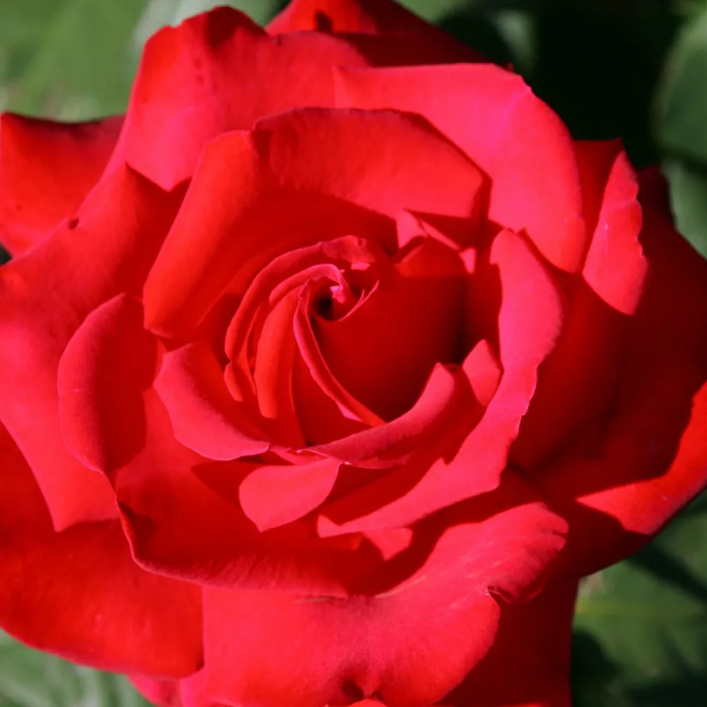 Willemse France - Rosier buisson grande amore ® - la pièce en racine nue / 3+ branches Sale