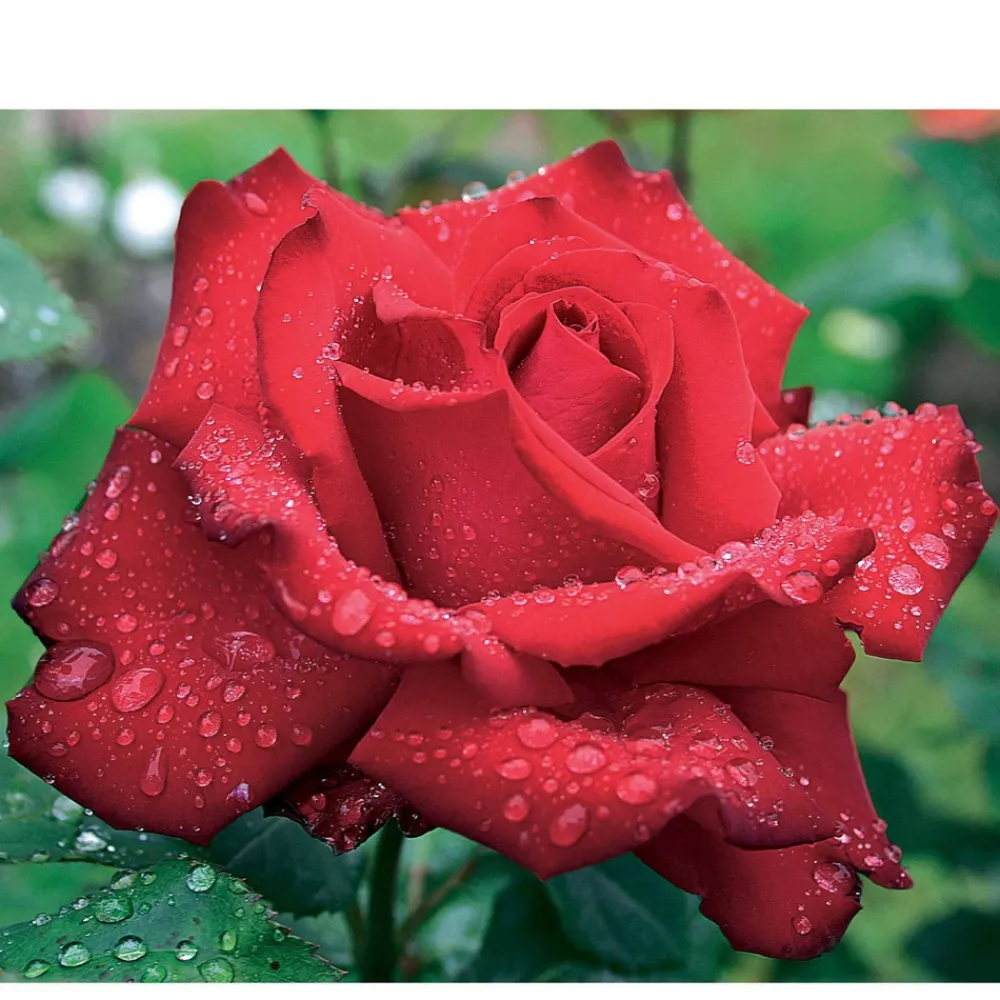 Willemse France - Rosier buisson grande amore ® - la pièce en racine nue / 3+ branches Sale