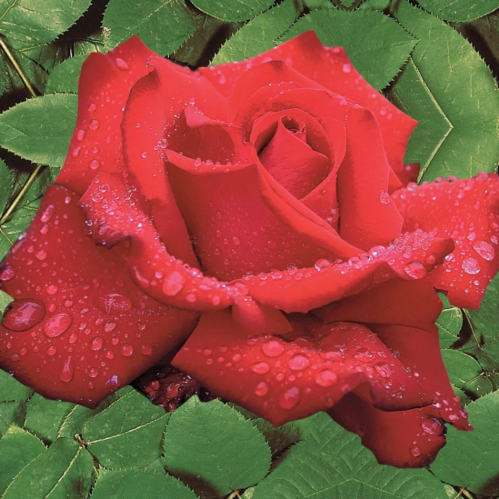 Willemse France - Rosier buisson grande amore ® - la pièce en racine nue / 3+ branches Sale