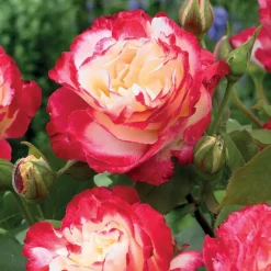 Willemse France - Rosier buisson double delight - la pièce en racine nue / 3+ branches New