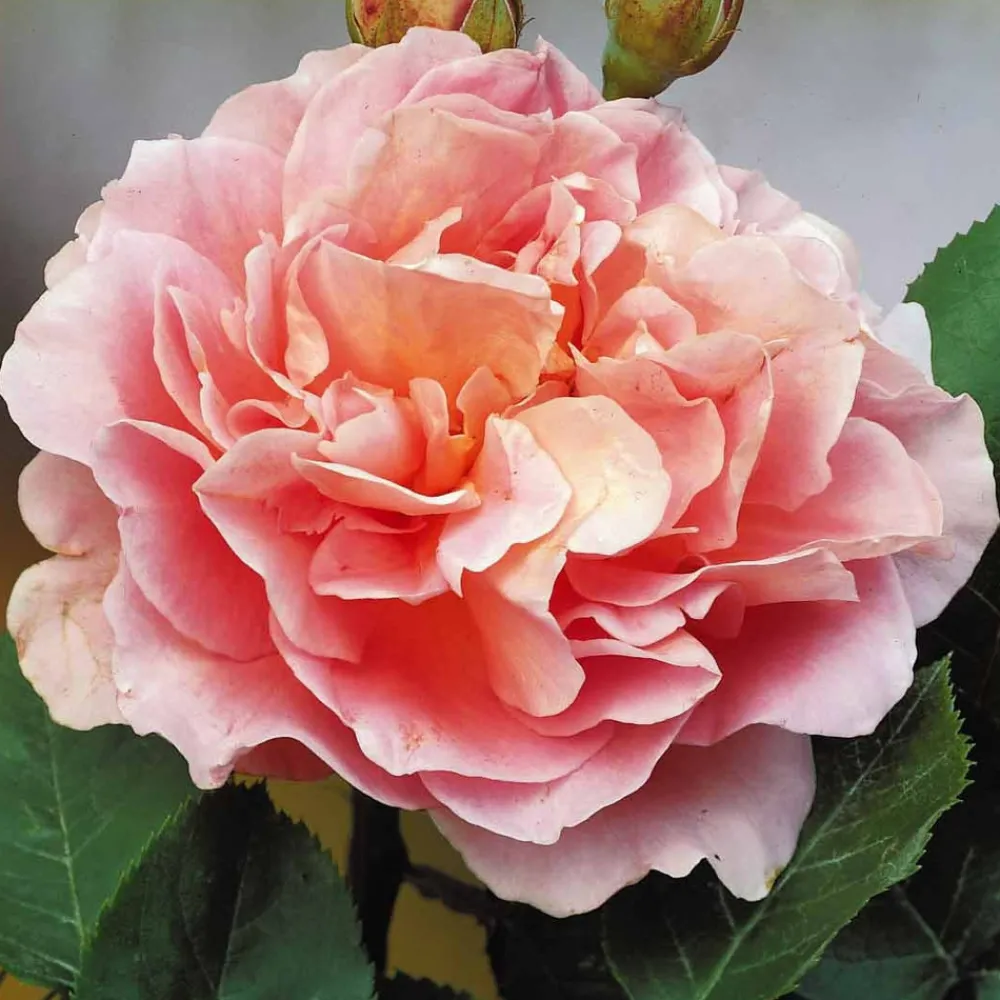 Willemse France - Rosier buisson augusta louise - la pièce en racine nue / 3+ branches Discount