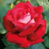 Willemse France - Rosier buisson osiria - la motte / 3+ branches Outlet