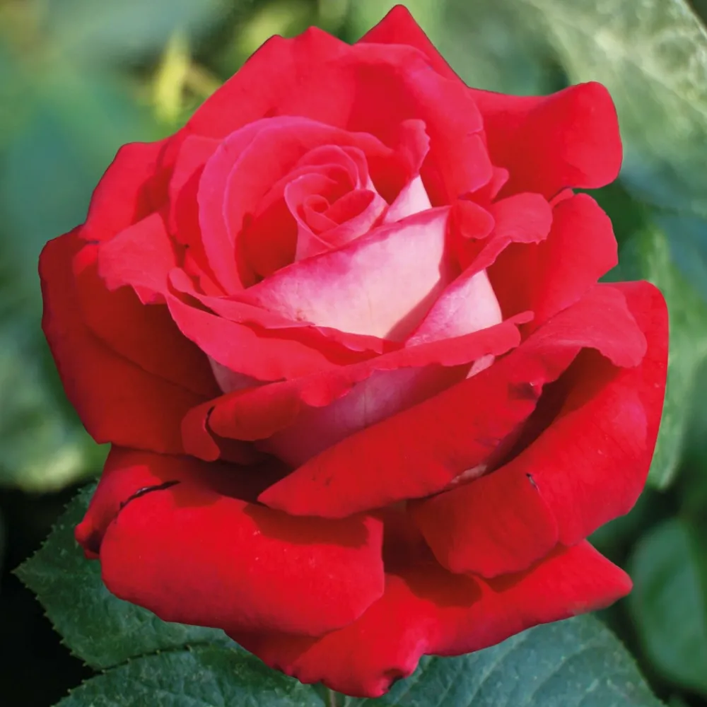 Willemse France - Rosier buisson osiria - la motte / 3+ branches Outlet