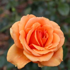 Willemse France - Rosier buisson whisky - la pièce en racine nue / 3+ branches Hot