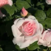 Willemse France - Rosier buisson rose - la pièce en racine nue / 2+ branches Sale