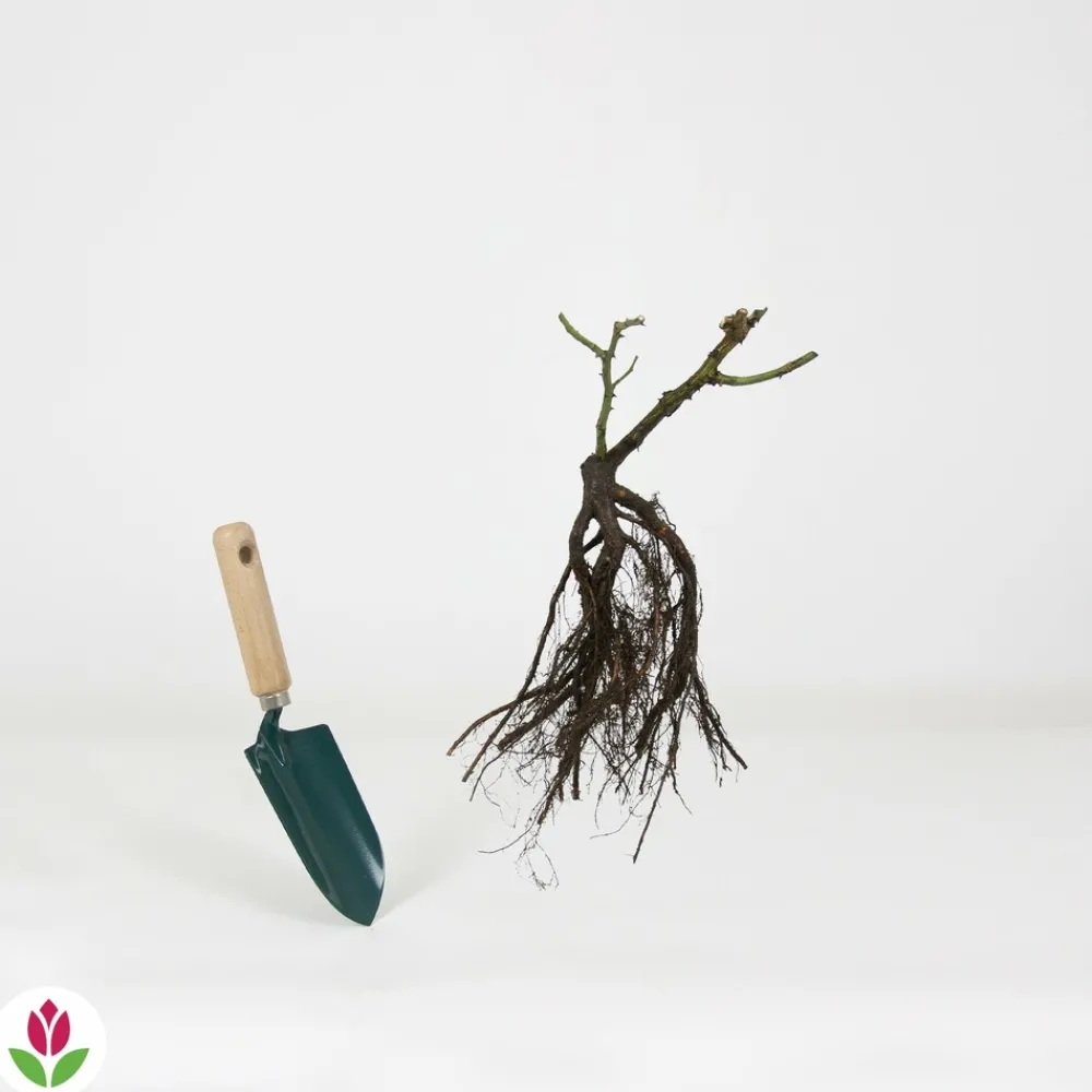 Willemse France - Rosier buisson rose - la pièce en racine nue / 2+ branches Sale