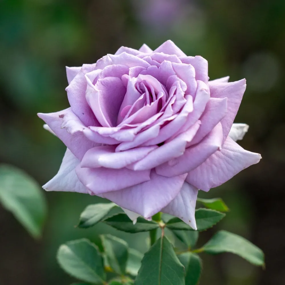 Willemse France Fleurs De Saison | - Rosier buisson violet - la pièce en racine nue / 2+ branches, vendu par lot de 2