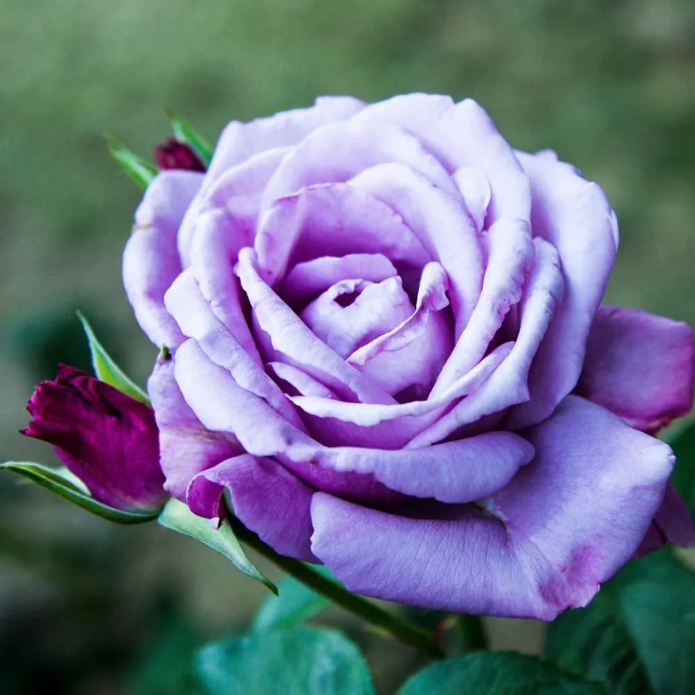 Willemse France Fleurs De Saison | - Rosier buisson violet - la pièce en racine nue / 2+ branches, vendu par lot de 2