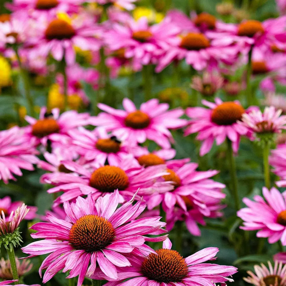Willemse France Fleurs De Saison | - Rosier buisson violet - la pièce en racine nue / 2+ branches, vendu par lot de 2