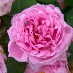 Willemse France Rosiers | - Rosier comte de chambord - la pièce en racine nue / 3+ branches