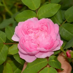 Willemse France Rosiers | - Rosier comte de chambord - la pièce en racine nue / 3+ branches