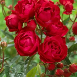 Willemse France Rosiers | - Rosier fête des mères - le pot / 3l / hauteur livrée 15-40cm, vendu par lot de 2