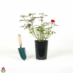 Willemse France Rosiers | - Rosier fête des mères - le pot / 3l / hauteur livrée 15-40cm, vendu par lot de 2