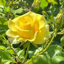 Willemse France Rosiers | - Rosier grimpant jaune - la pièce en racine nue / 2+ branches, vendu par lot de 2