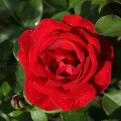 Willemse France - Rosier grimpant santana ® - la pièce en racine nue / 3 branches, vendu par lot de 2 Hot