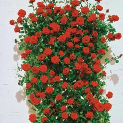 Willemse France - Rosier grimpant santana ® - la pièce en racine nue / 3 branches, vendu par lot de 2 Hot