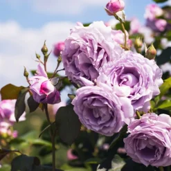 Willemse France Rosiers | - Rosier grimpant indigoletta - la pièce en racine nue / 3 branches, vendu par lot de 2