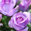 Willemse France - Rosier grimpant violet - la pièce en racine nue / 2+ branches, vendu par lot de 2 Clearance