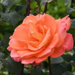 Willemse France - Rosier grimpant métanoïa - la pièce en racine nue / 3 branches, vendu par lot de 2 Clearance