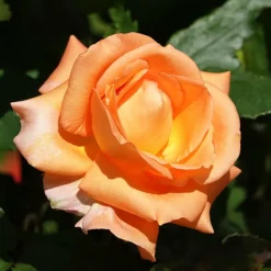 Willemse France - Rosier grimpant métanoïa - la pièce en racine nue / 3 branches, vendu par lot de 2 Clearance