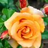 Willemse France - Rosier grimpant orange - la pièce en racine nue / 2+ branches Online