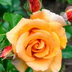 Willemse France - Rosier grimpant orange - la pièce en racine nue / 2+ branches Online