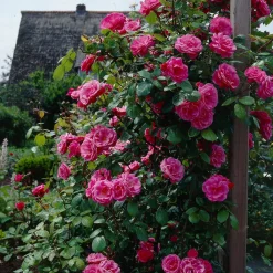 Willemse France - Rosier grimpant rose - la pièce en racine nue / 2+ branches Outlet