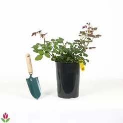 Willemse France - Rosier grimpant florentina ® - le pot / 4l / hauteur livrée 15-40cm Best