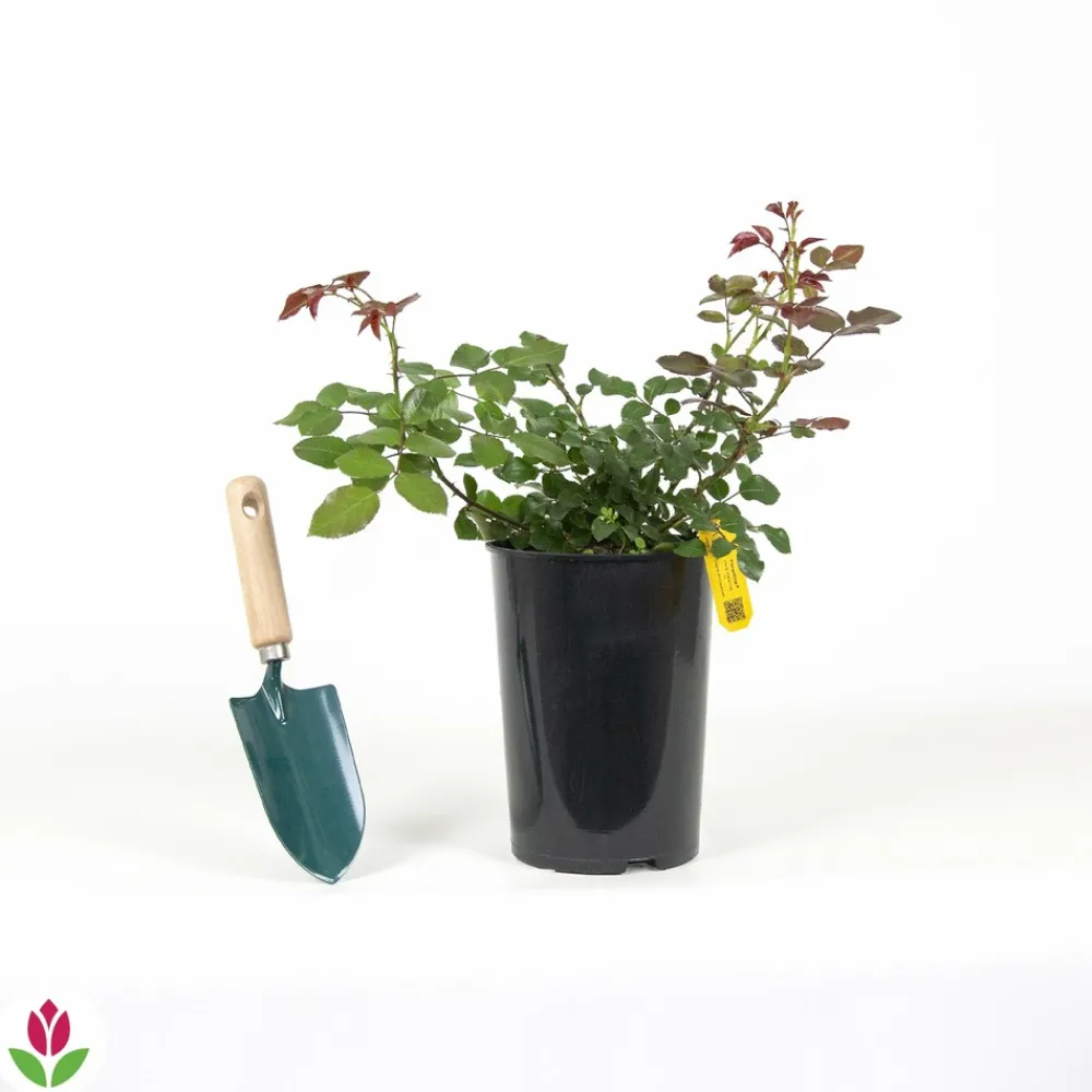 Willemse France - Rosier grimpant florentina ® - le pot / 4l / hauteur livrée 15-40cm Best