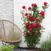 Willemse France - Rosier grimpant crazy in love rouge - le pot / ø 15cm / hauteur livrée 40-50cm Best