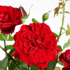 Willemse France - Rosier grimpant crazy in love rouge - le pot / ø 15cm / hauteur livrée 40-50cm Best