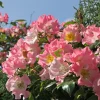 Willemse France - Rosier liane kew rambler - le pot / 4l / hauteur livrée 15-40cm Sale