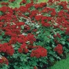 Willemse France - Rosier à massif lilli marleen - le paquet de 3 racines nues / 3 branches Discount