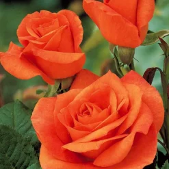 Willemse France - Rosier orange supreme - la pièce en racine nue / 3+ branches, vendu par lot de 2 Best