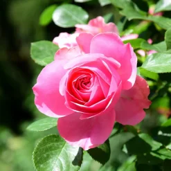Willemse France Rosiers | - Rosier pink perfume - la pièce en racine nue / 3+ branches