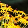 Willemse France Plantes Vivaces | - Rudbeckia goldsturm - le pot / ø 9cm, vendu par lot de 2