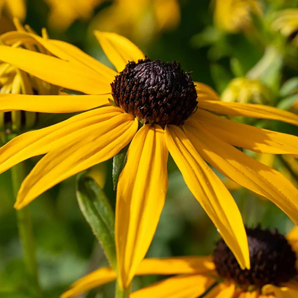 Willemse France Plantes Vivaces | - Rudbeckia goldsturm - le pot / ø 9cm, vendu par lot de 2