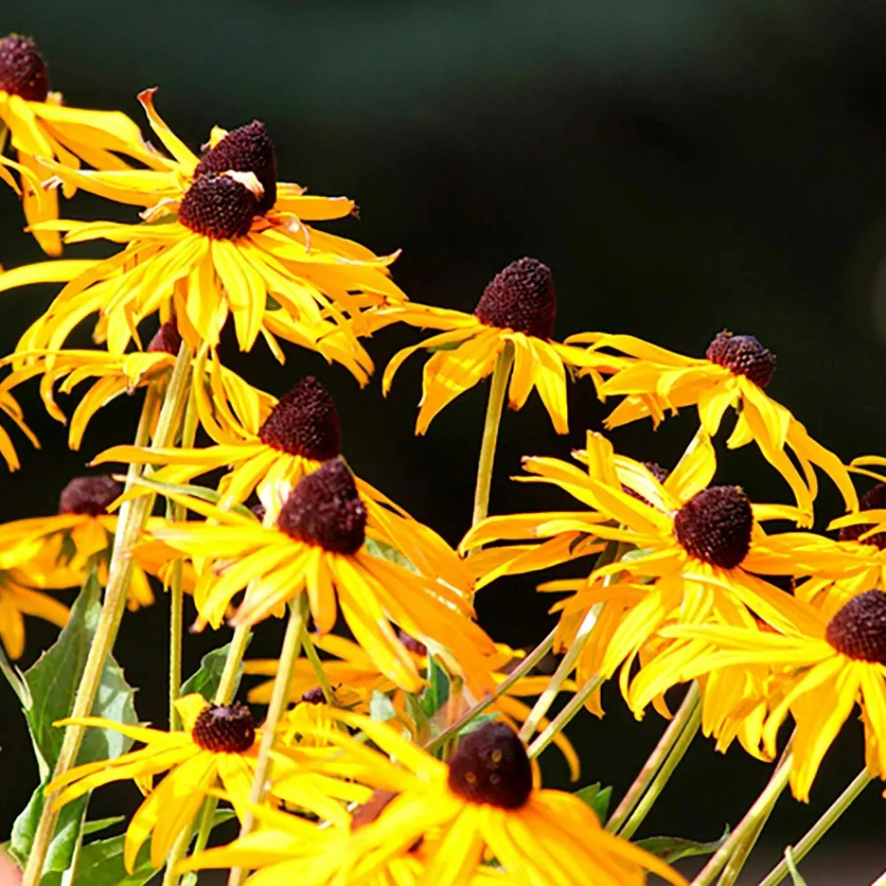 Willemse France Plantes Vivaces | - Rudbeckia goldsturm - le pot / ø 9cm, vendu par lot de 2