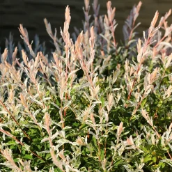 Willemse France - Saule crevette sur tige - le pot / 3l / tige 60cm, vendu par lot de 2 New