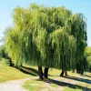 Willemse France Arbres Et Arbustes | - Saule pleureur - le pot / ø 12cm / hauteur livrée 25-30cm, vendu par lot de 2