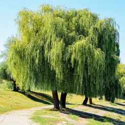 Willemse France Arbres Et Arbustes | - Saule pleureur - le pot / ø 12cm / hauteur livrée 25-30cm, vendu par lot de 2