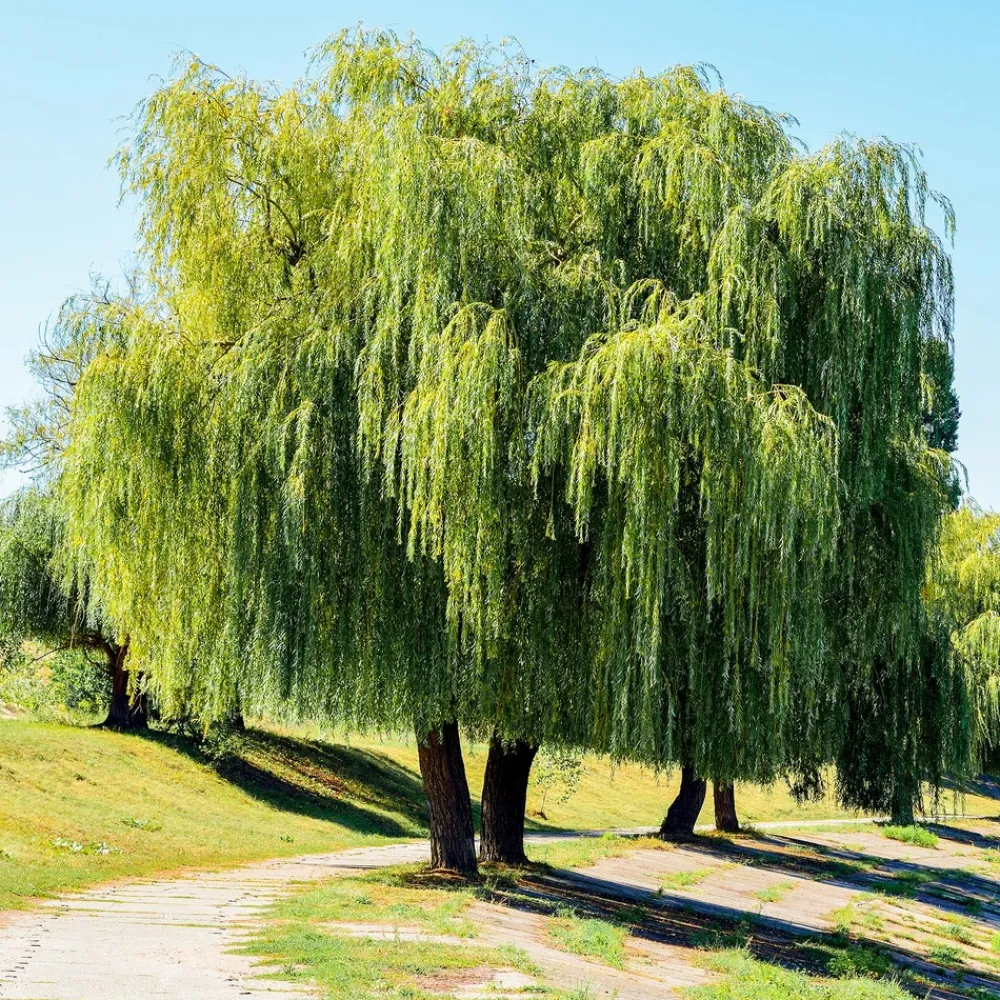 Willemse France Arbres Et Arbustes | - Saule pleureur - le pot / ø 12cm / hauteur livrée 25-30cm, vendu par lot de 2