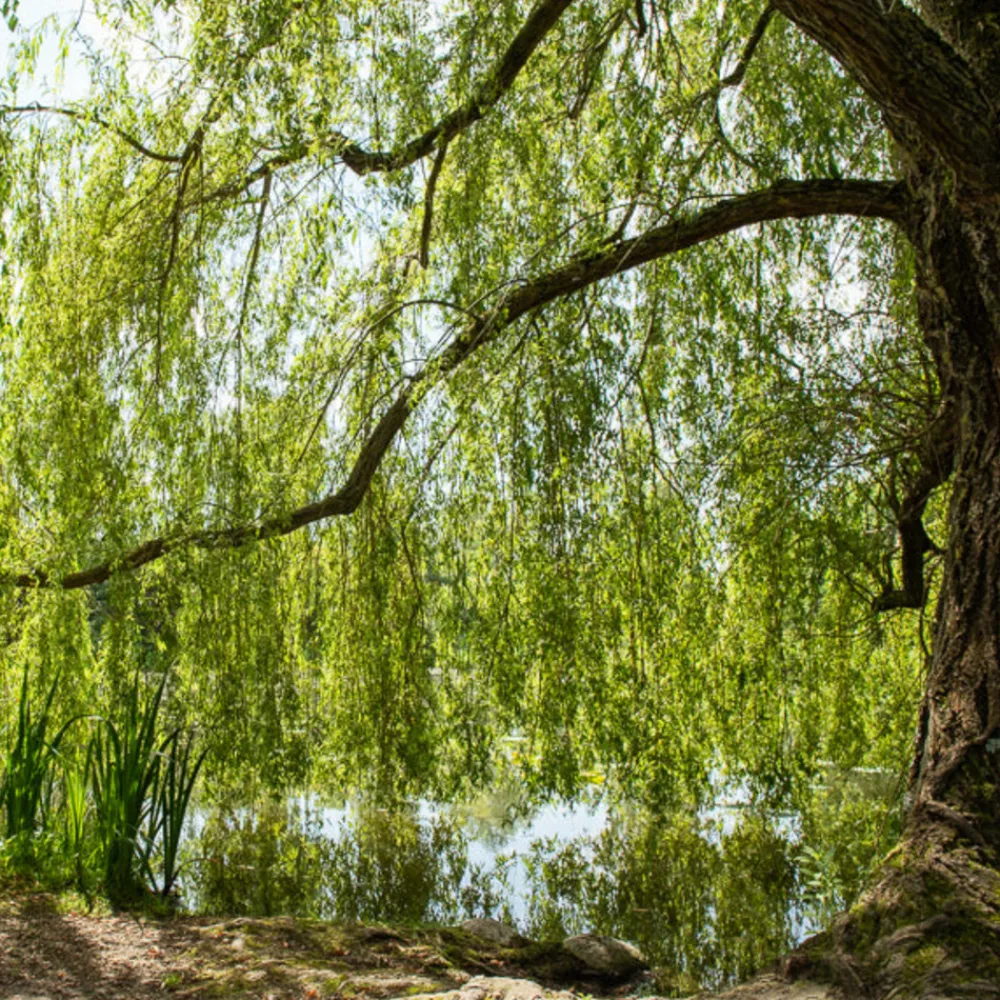 Willemse France Arbres Et Arbustes | - Saule pleureur - le pot / ø 12cm / hauteur livrée 25-30cm, vendu par lot de 2
