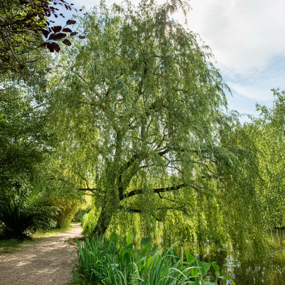 Willemse France Arbres Et Arbustes | - Saule pleureur - le pot / ø 12cm / hauteur livrée 25-30cm, vendu par lot de 2