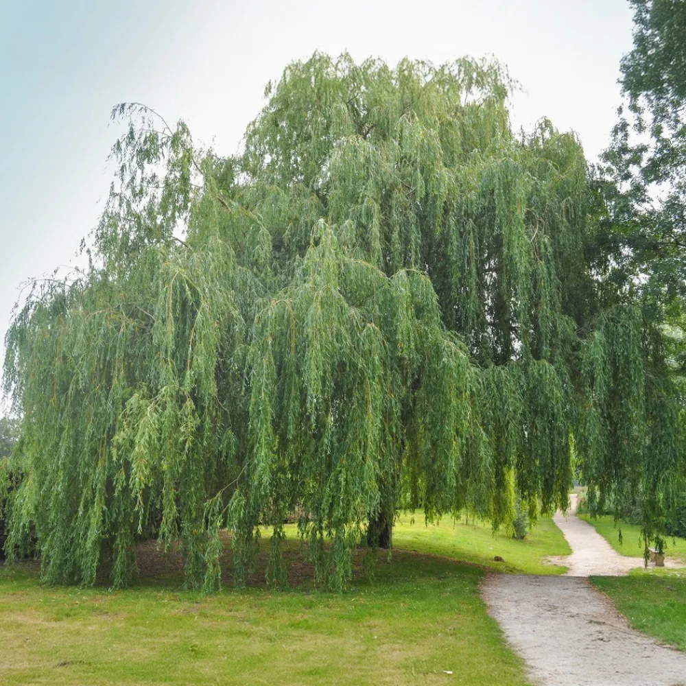 Willemse France Arbres Et Arbustes | - Saule pleureur - le pot / ø 12cm / hauteur livrée 25-30cm, vendu par lot de 2
