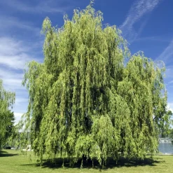 Willemse France Arbres Et Arbustes | - Saule pleureur - le pot / ø 12cm / hauteur livrée 25-30cm, vendu par lot de 2