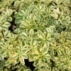 Willemse France - Sedum - orpin panaché atlantis - le pot / ø 9cm, vendu par lot de 2